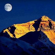 山东金哥