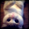 爱上dnf的猫海报