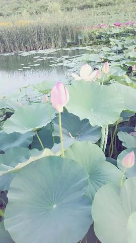 风雨夕🌸醉香香🌸主播照片