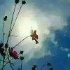 忘幽草k