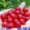 开心vhp海报