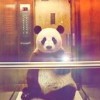 ×。KT_Panda