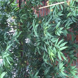 ♪♪糖豆豆♪♪没人疼主播照片