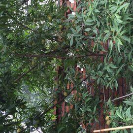 ♪♪糖豆豆♪♪没人疼主播照片