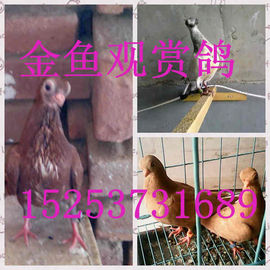 山东和平爱鸽人主播照片