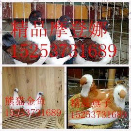 山东和平爱鸽人主播照片