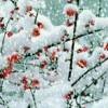 《真爱》枫飲雪