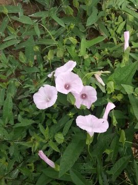 神农架.山妹妹主播照片