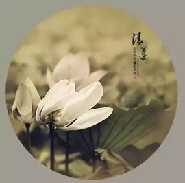 冰爷守护辰宝主播照片