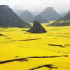 朝↗花↗夕↘扌合