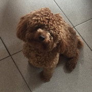 结茧的青虫