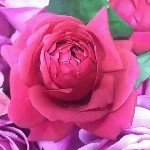$飞鱼$