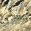 别把自己弄h8