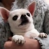 丫头是头猪🐷