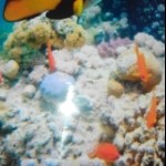 生命像块石头海报