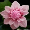 我不是流氓兔