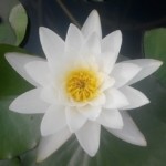人生☞如戏亦如梦