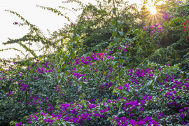桂林花海景区主播照片