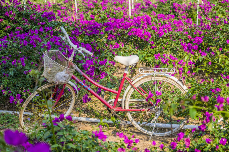 桂林花海景区的主播照片