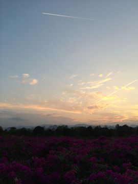 花海旅游主播照片