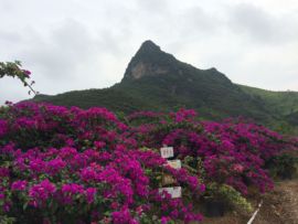 花海旅游主播照片
