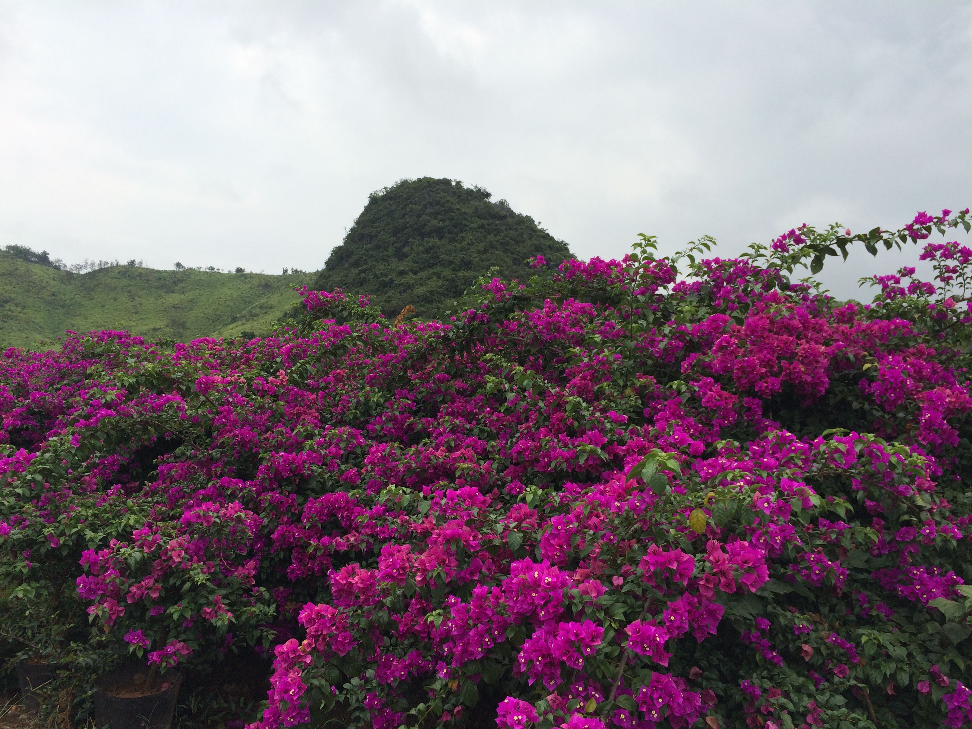 花海旅游的主播照片