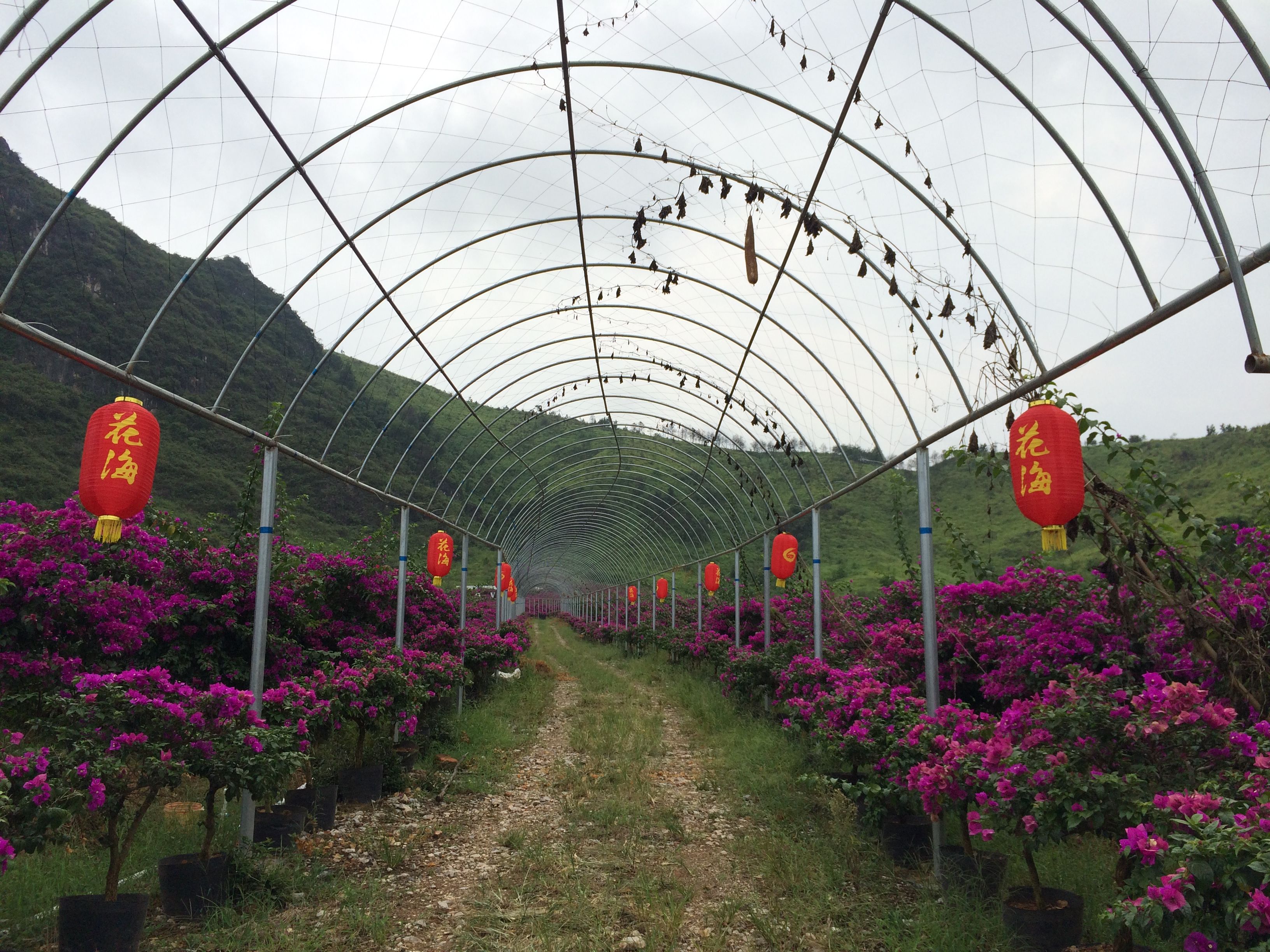 花海旅游的主播照片