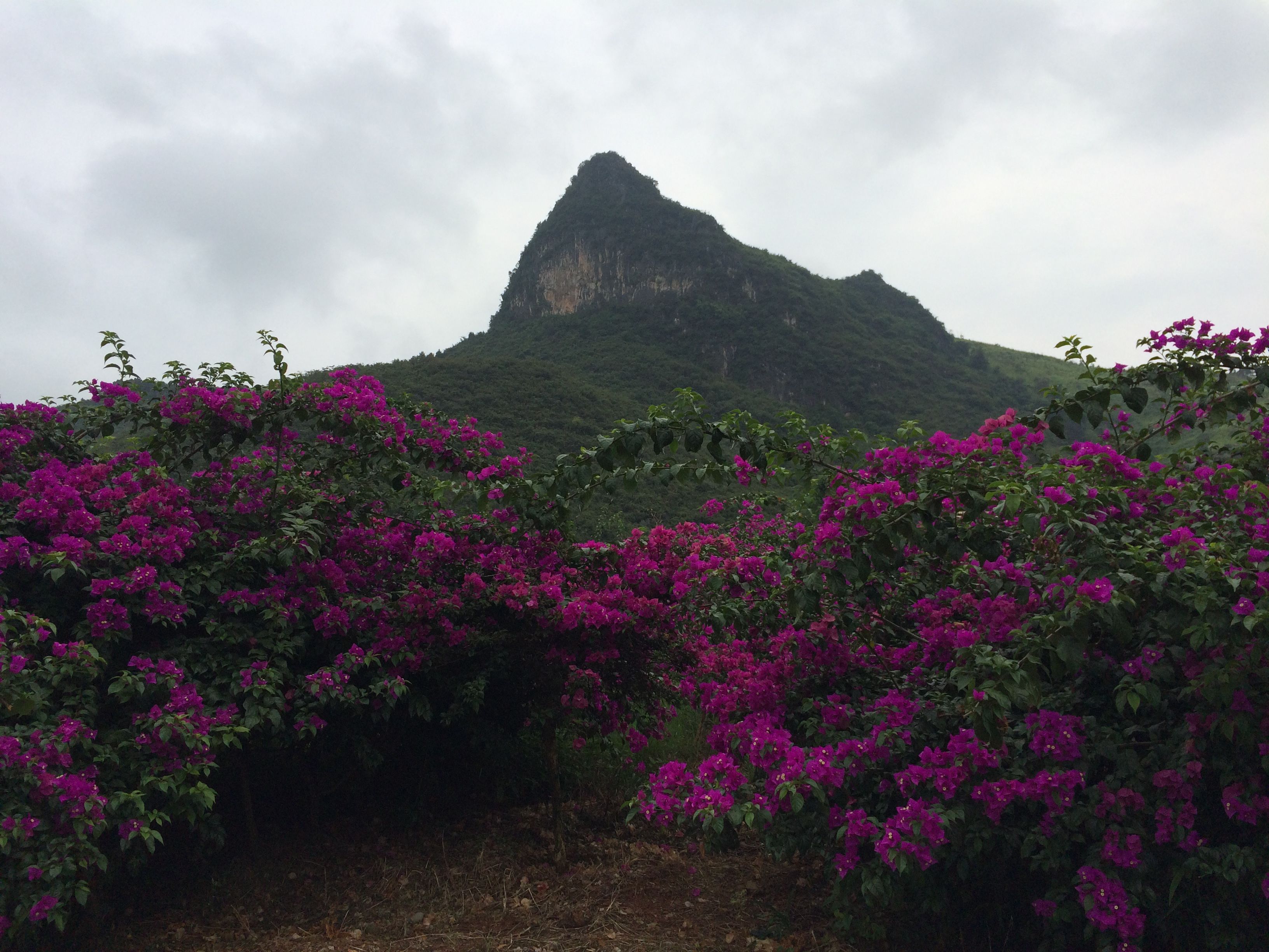 花海旅游的主播照片