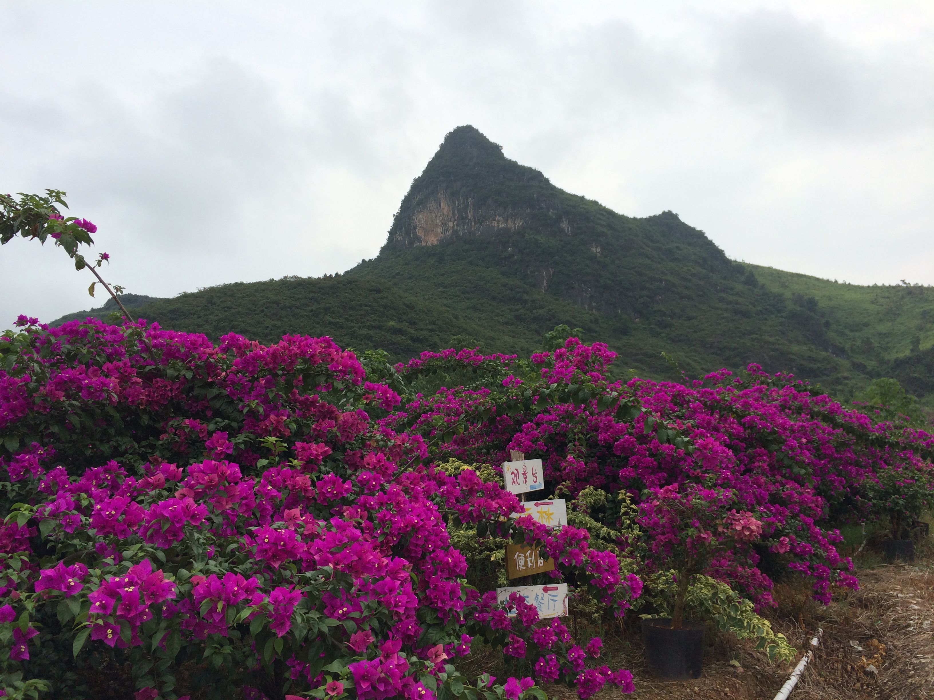 花海旅游的主播照片