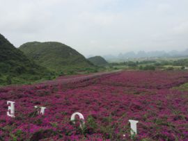 花海旅游主播照片