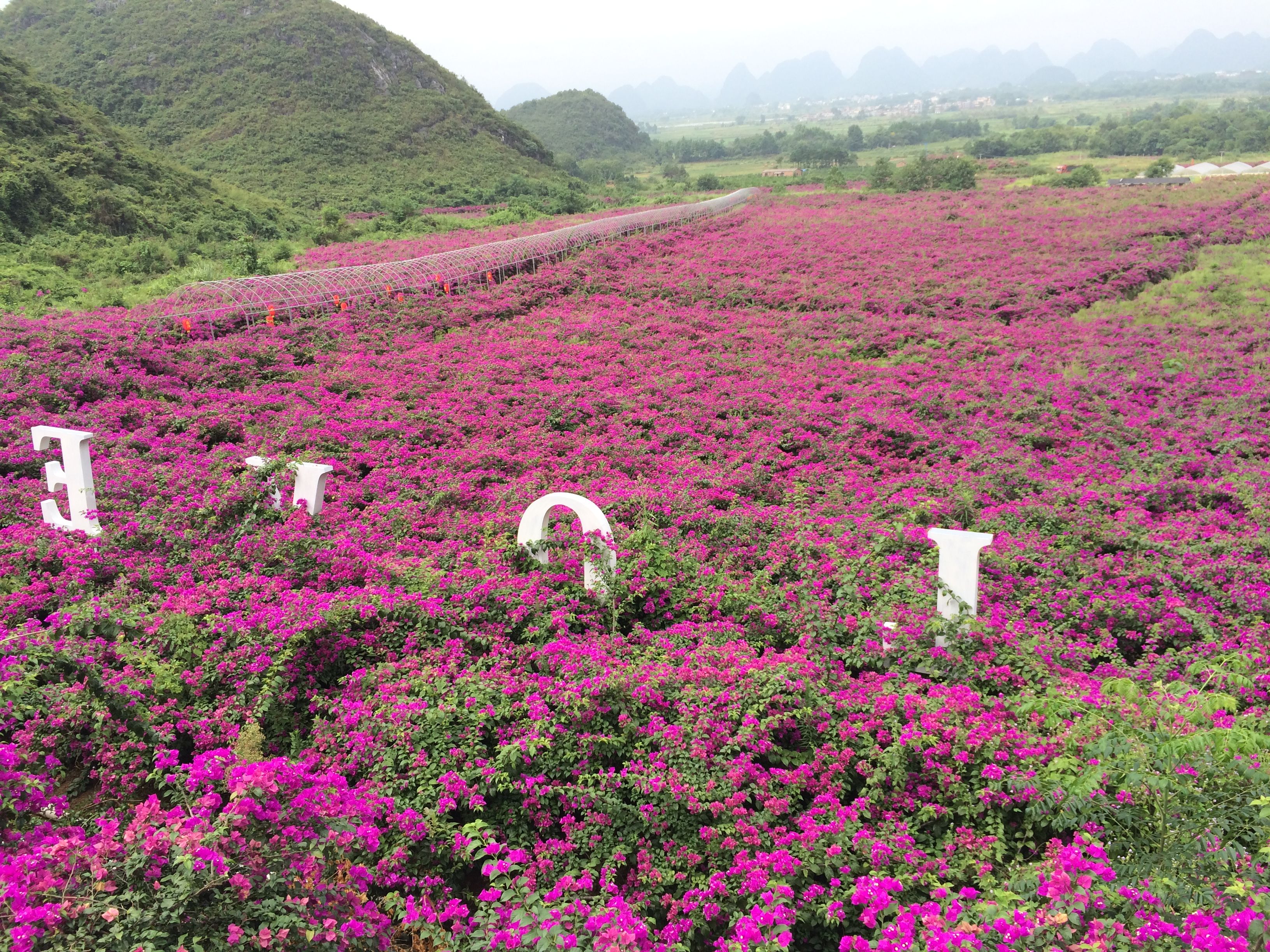花海旅游的主播照片