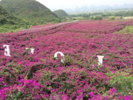 花海旅游主播照片