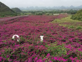 花海旅游主播照片