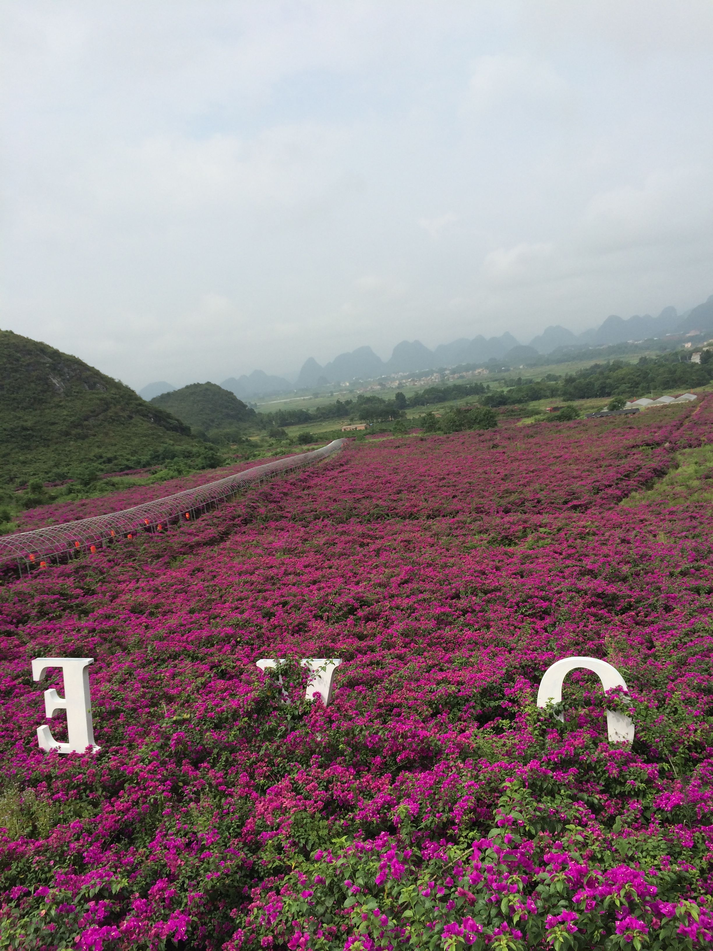 花海旅游的主播照片