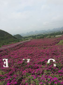 花海旅游主播照片
