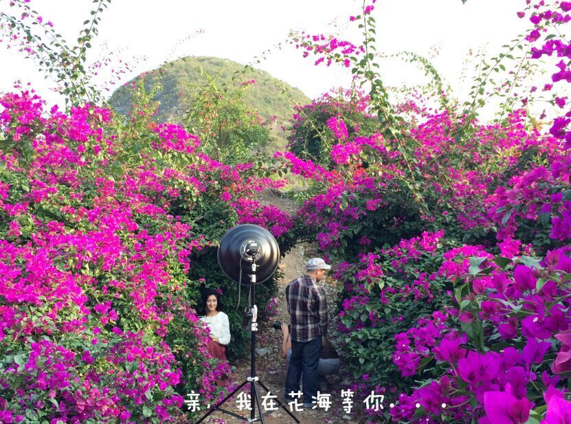 花海旅游的主播照片