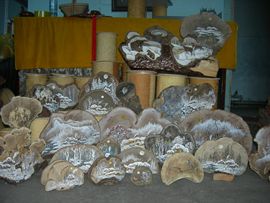 艺博轩主播照片