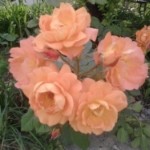晓晨伴花露随叶