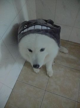 ✿゛九妹求冲钻主播照片