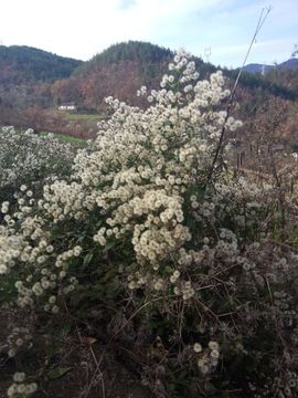 神农架.山妹妹主播照片