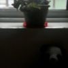 痴男w