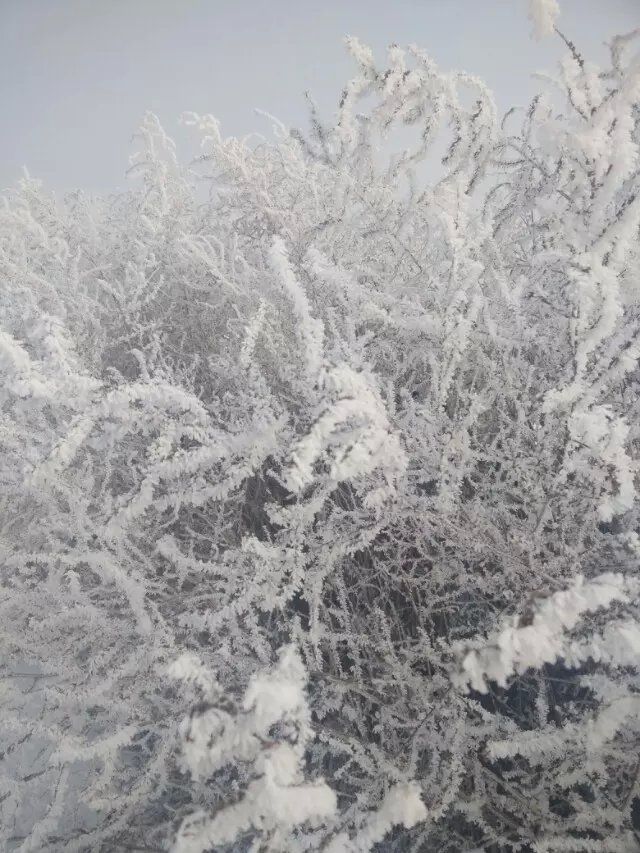 哈尔滨倔驴的主播照片