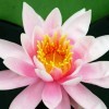 独霸四方h