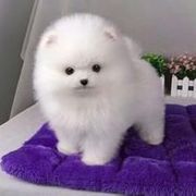 和尚恋上唇