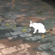 耀眼的太阳.