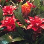 聆听花蕾飞狐哥哥