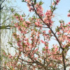 会长大的幸福8j海报