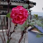 想你。爱你。思念你海报