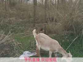 *惜月*在等你主播照片