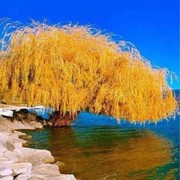 微信_4066729海报